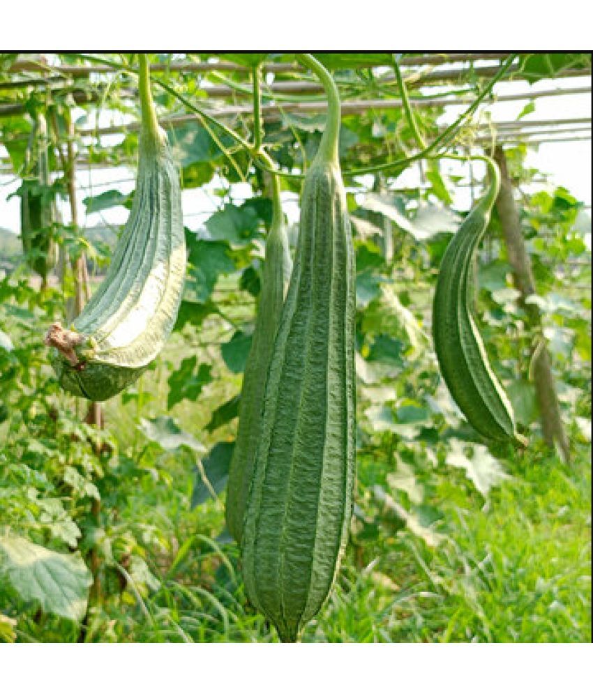     			Jignisha Seeds Hybrid Turai Vegetable ( 30 Seeds )