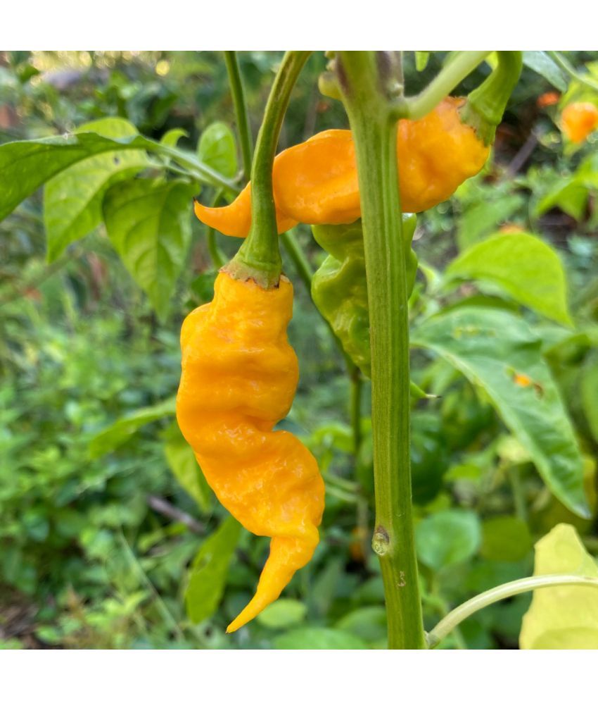     			Jignisha Seeds Hybrid Yellow Ghost Chilli Vegetable ( 30 Seeds )