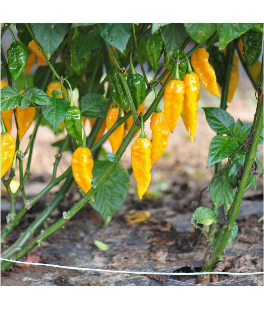     			Jignisha Seeds Organic Bhut Jolokia Chilli Vegetable ( 30 Seeds )