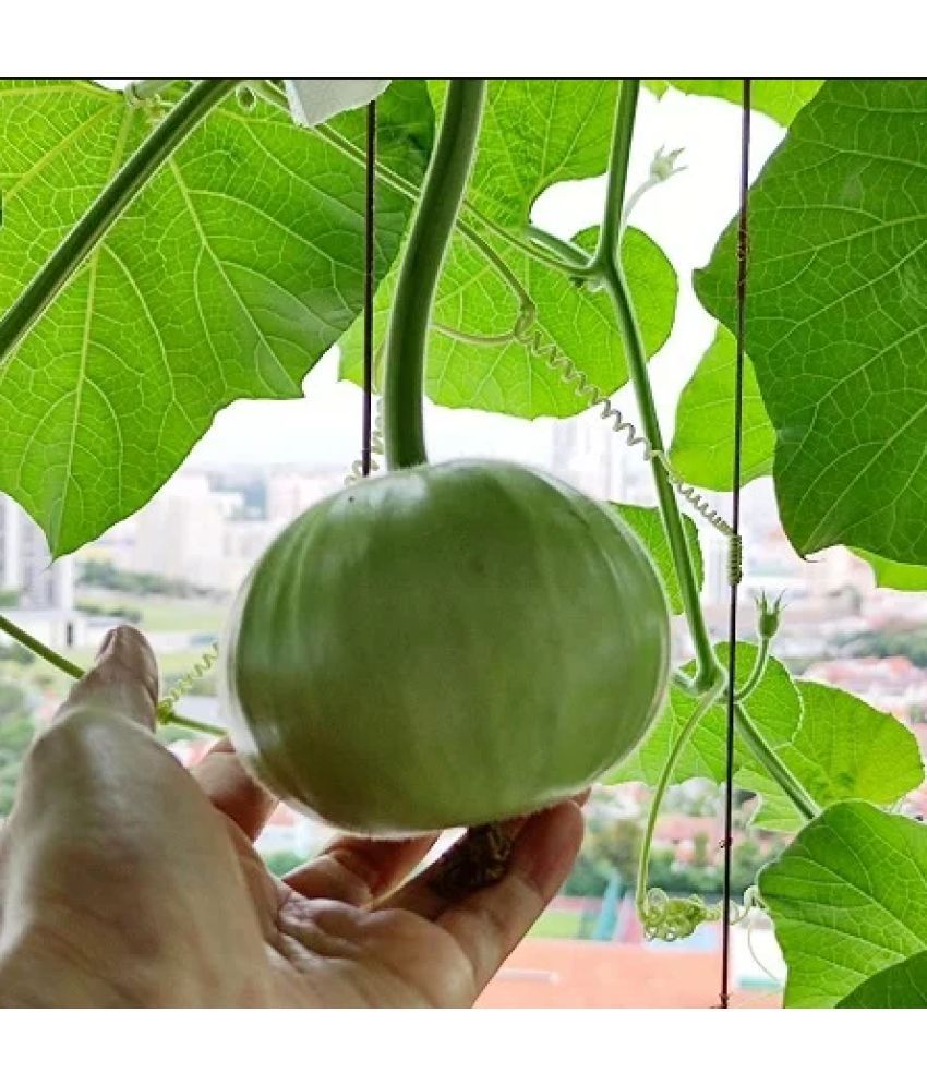     			Jignisha Seeds Organic Indian Round Gourd Vegetable ( 50 Seeds )