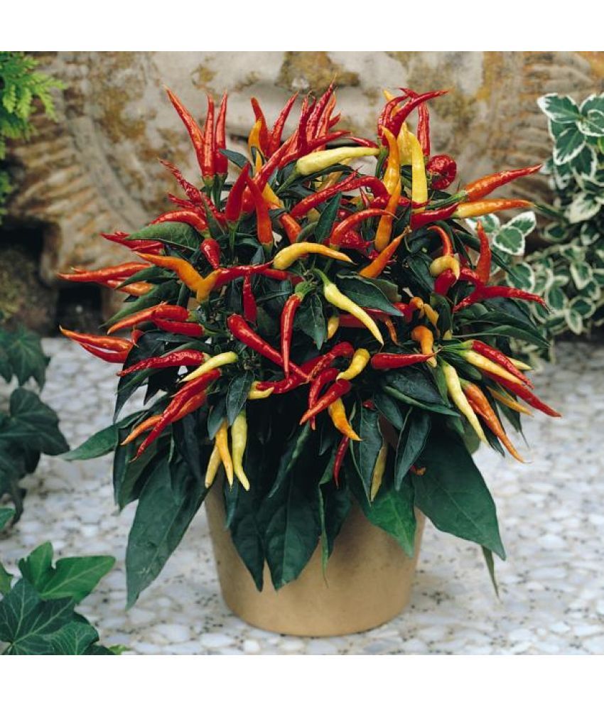     			Jignisha Seeds Organic Ornamental Chilli Vegetable ( 50 Seeds )