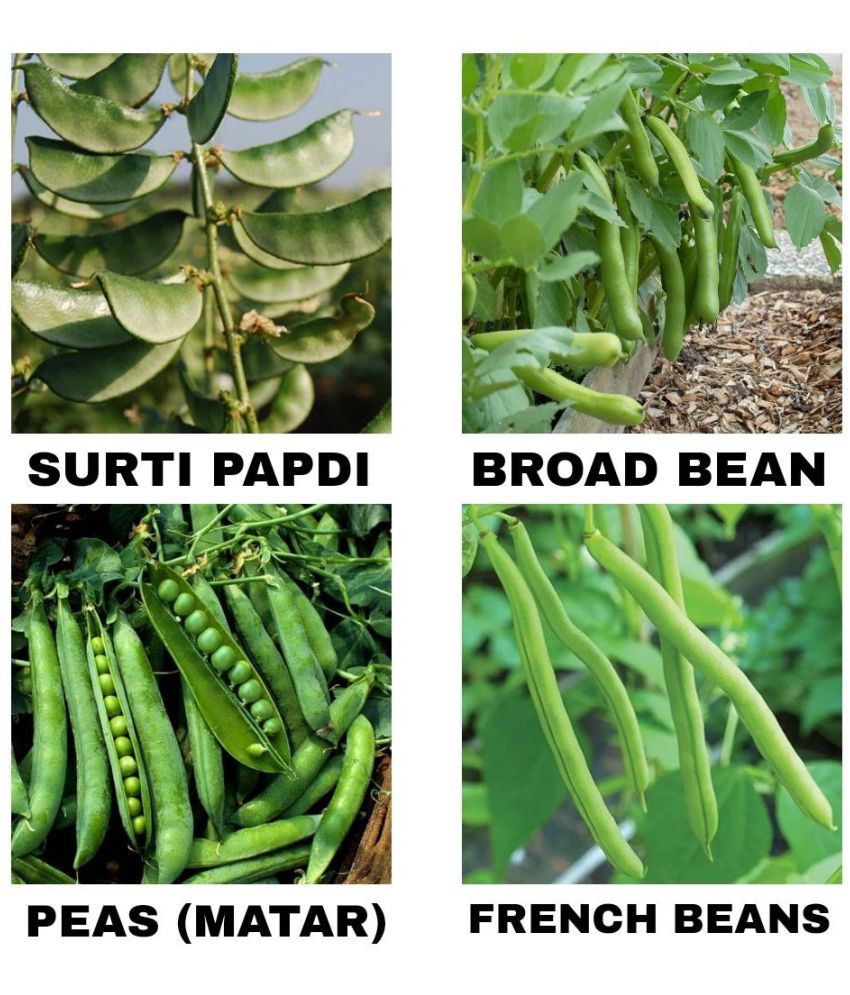     			Best Home Gardening Premium Beans 70 Seeds