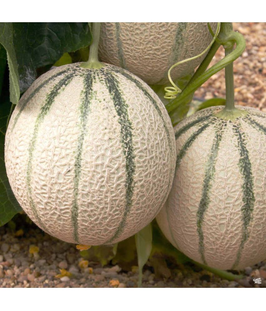     			Jignisha Seeds Organic Muskmelon Striped Fruit ( 30 Seeds )