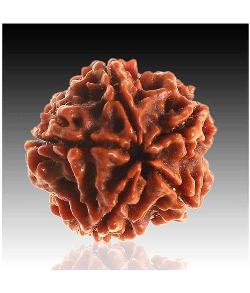     			YASH GEMS Rudraksha Bead ( Pack of 1 )