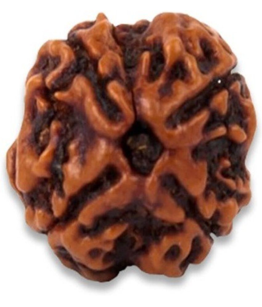     			YASH GEMS Rudraksha Bead ( Pack of 1 )