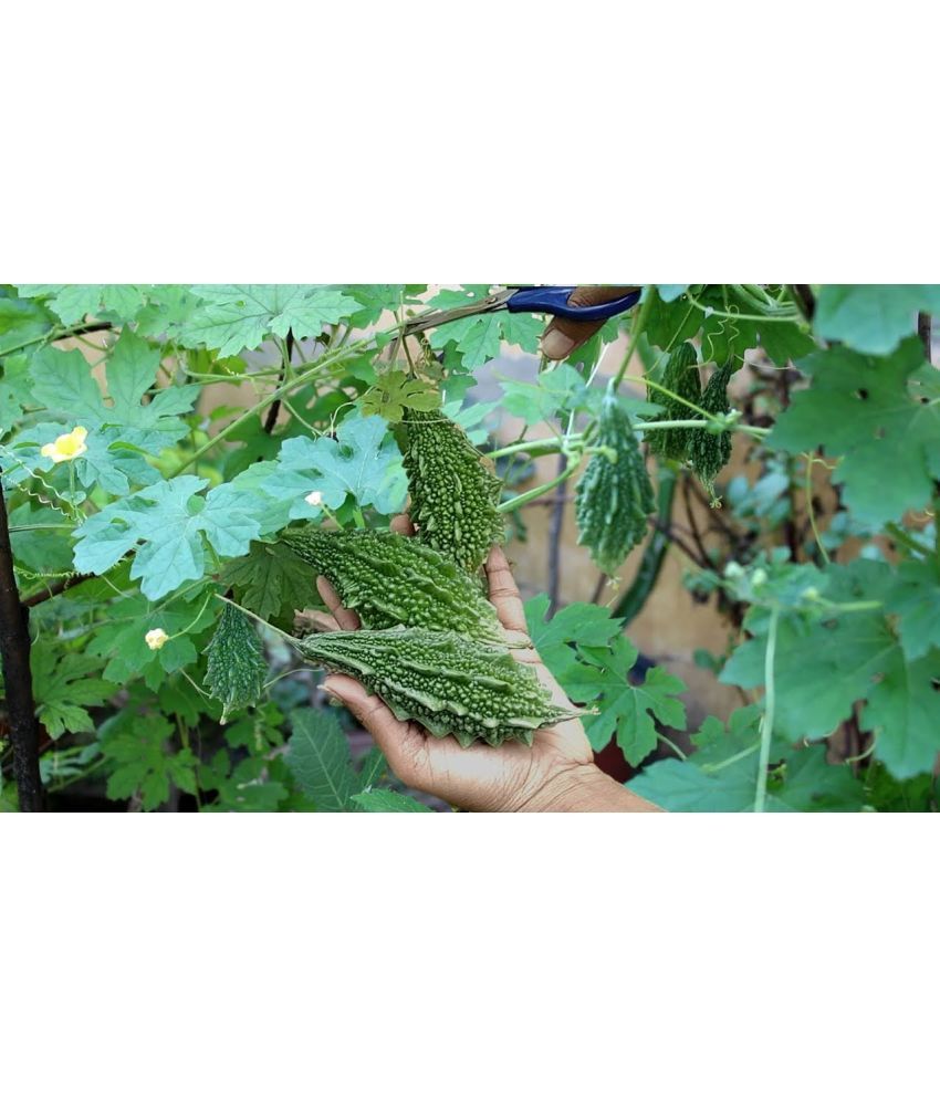     			zello. Hybrid Bitter Gourd Vegetable ( 20 Seeds )