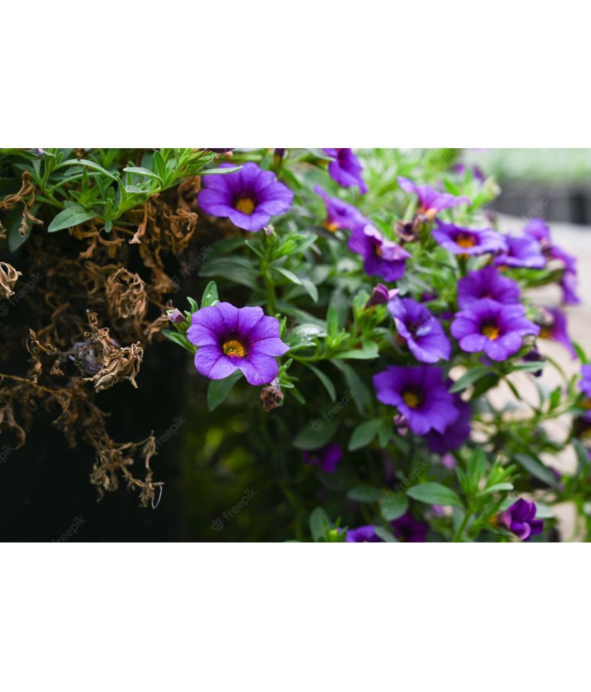     			zello. Petunia Mixed Flower ( 50 Seeds )