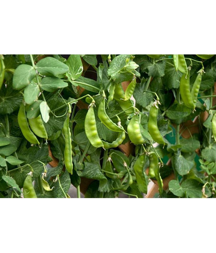     			zello. French Bean Vegetable ( 25 Seeds )