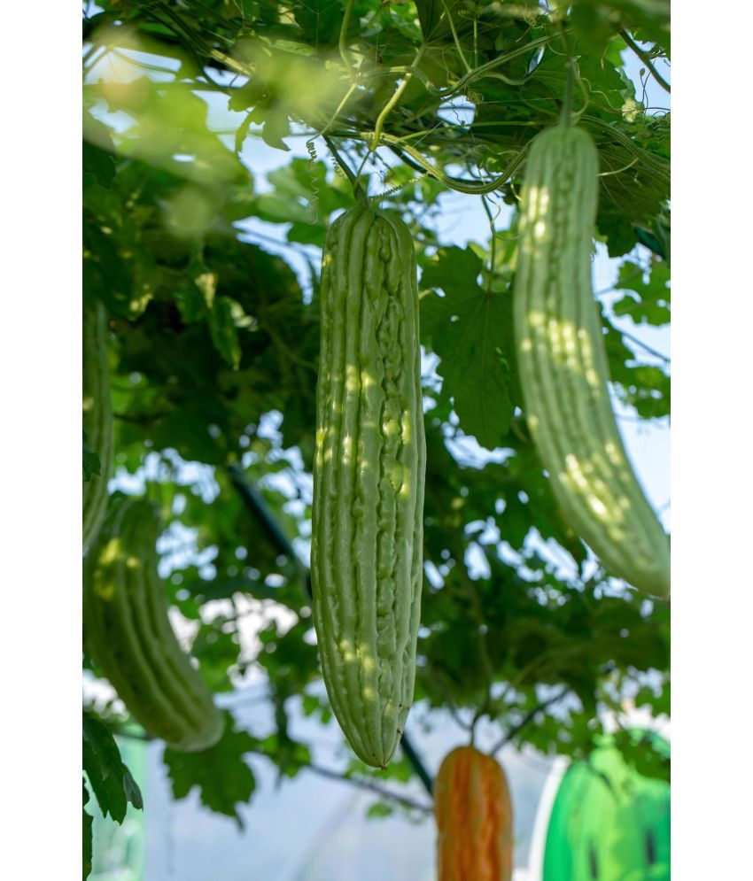     			zello. Hybrid Bitter Gourd Vegetable ( 20 Seeds )