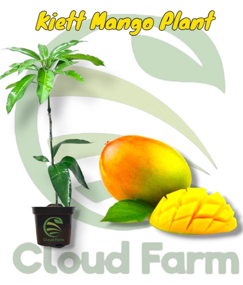     			Cloud Farm Outdoor Fruit Plant ( Pack of 1 )