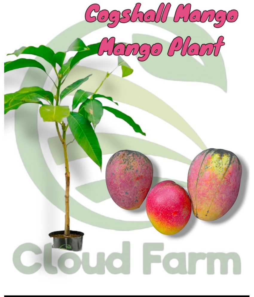     			Cloud Farm Outdoor Fruit Plant ( Pack of 1 )