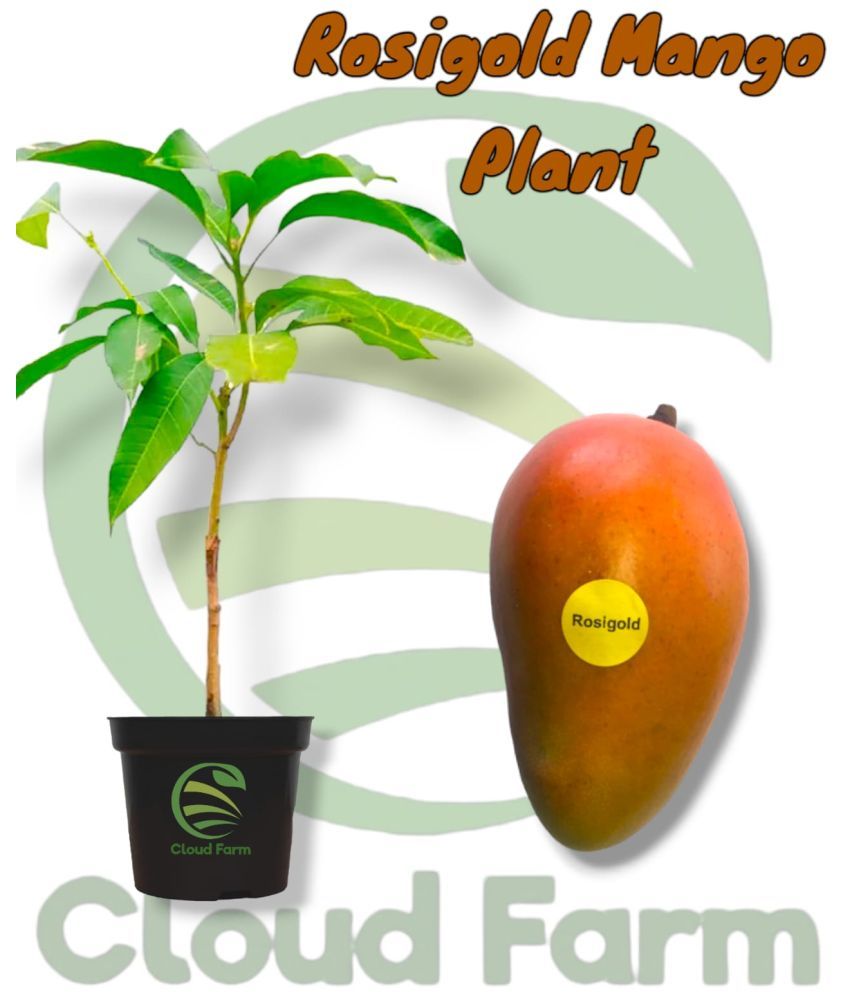     			Cloud Farm Outdoor Fruit Plant ( Pack of 1 )