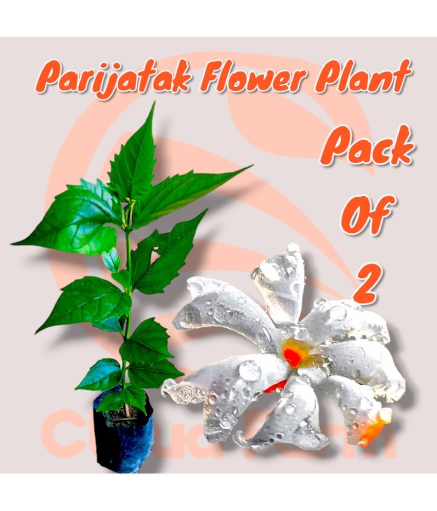     			Cloud Farm Outdoor Flower Plant ( Pack of 2 )