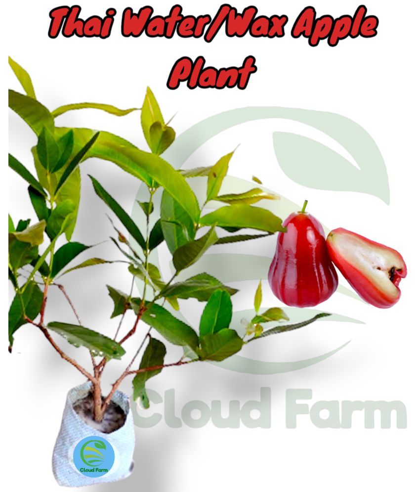     			Cloud Farm Outdoor Fruit Plant ( Pack of 1 )