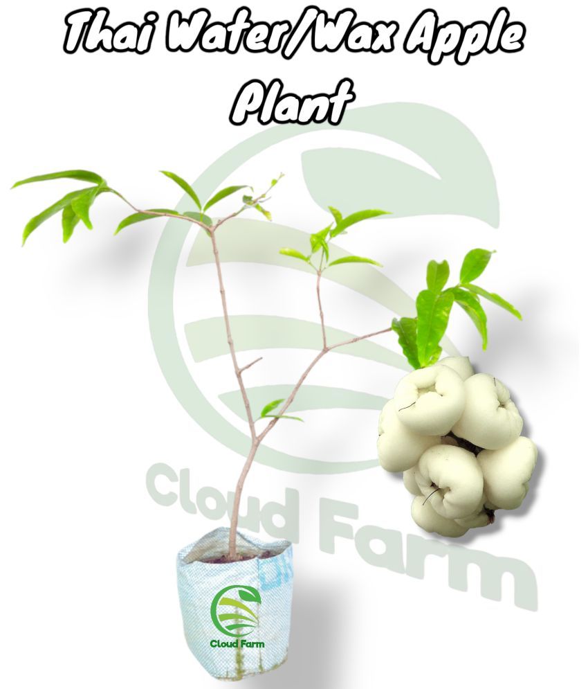     			Cloud Farm Outdoor Fruit Plant ( Pack of 1 )