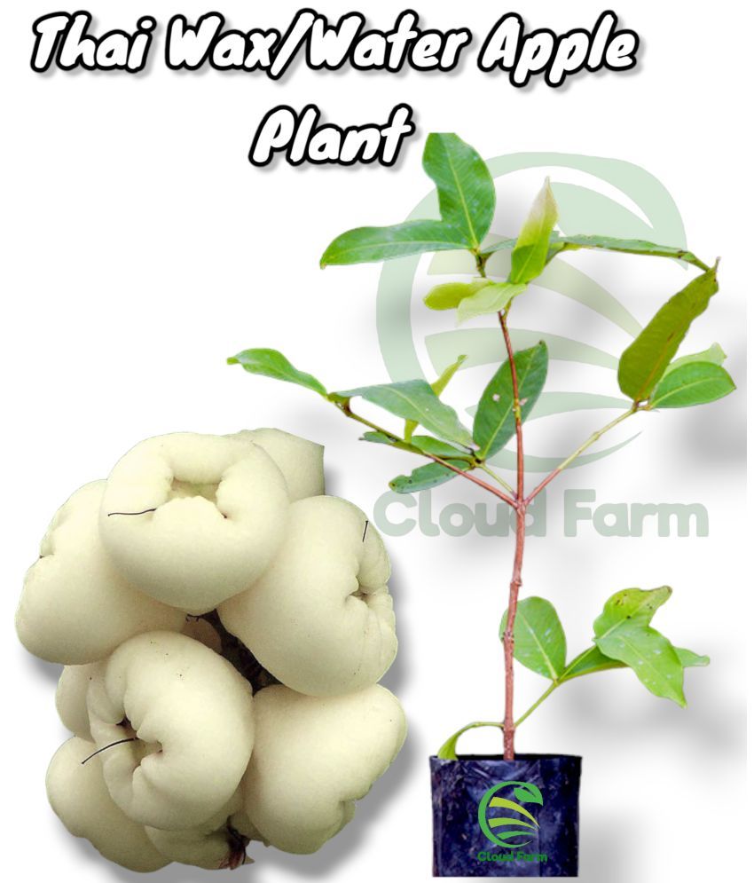     			Cloud Farm Outdoor Fruit Plant ( Pack of 1 )