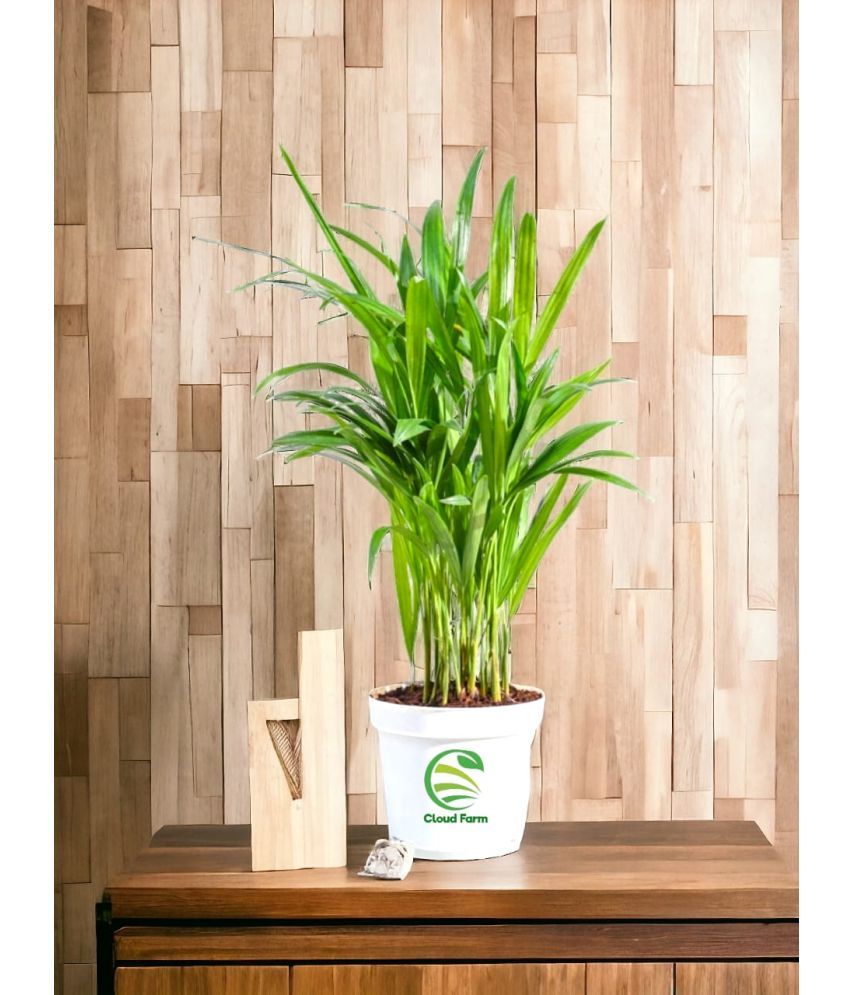     			Cloud Farm Indoor Bamboo Plant ( Pack of 1 )