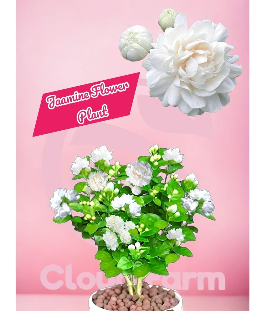     			Cloud Farm Outdoor Flower Plant ( Pack of 1 )