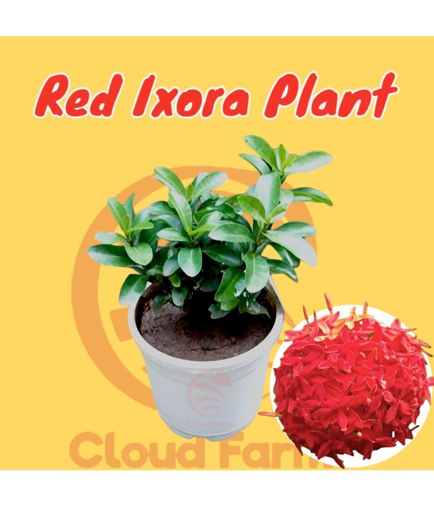     			Cloud Farm Outdoor Flower Plant ( Pack of 1 )