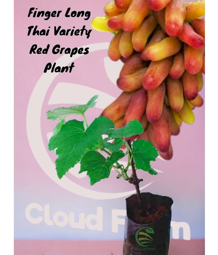     			Cloud Farm Outdoor Fruit Plant ( Pack of 1 )