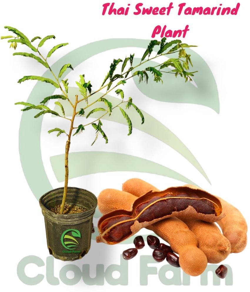     			Cloud Farm Outdoor Fruit Plant ( Pack of 1 )