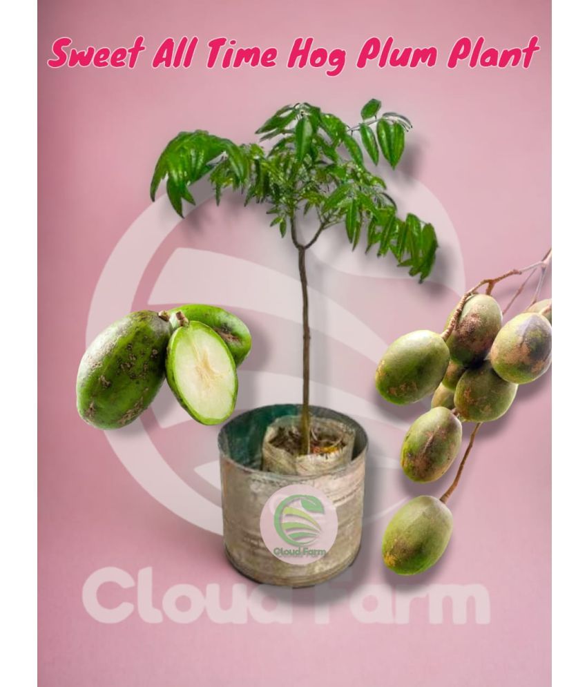     			Cloud Farm Outdoor Fruit Plant ( Pack of 1 )