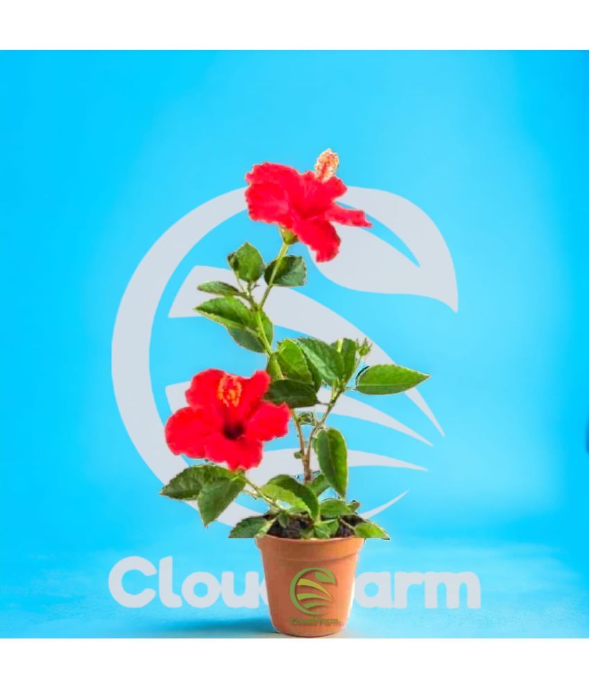     			Cloud Farm Outdoor Flower Plant ( Pack of 1 )