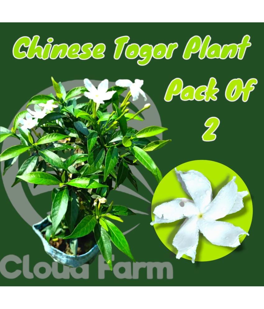     			Cloud Farm Outdoor Flower Plant ( Pack of 2 )