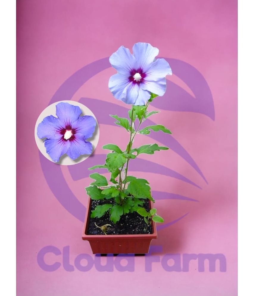     			Cloud Farm Outdoor Flower Plant ( Pack of 1 )