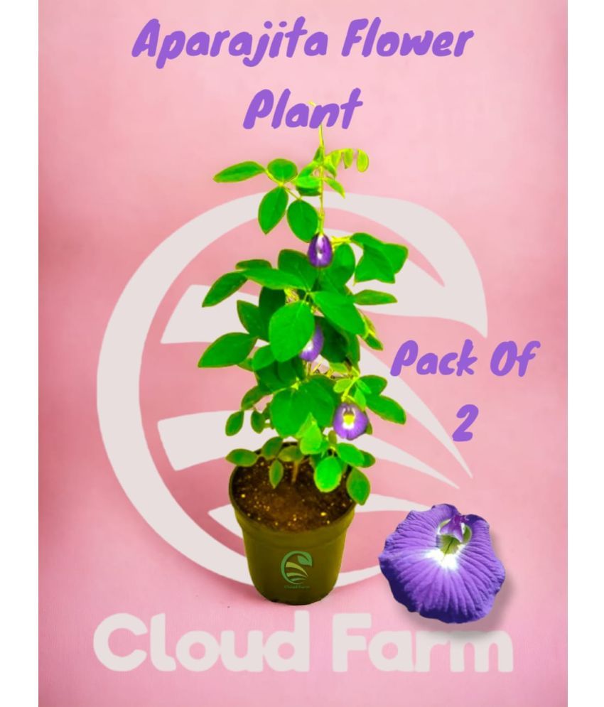     			Cloud Farm Outdoor Flower Plant ( Pack of 2 )