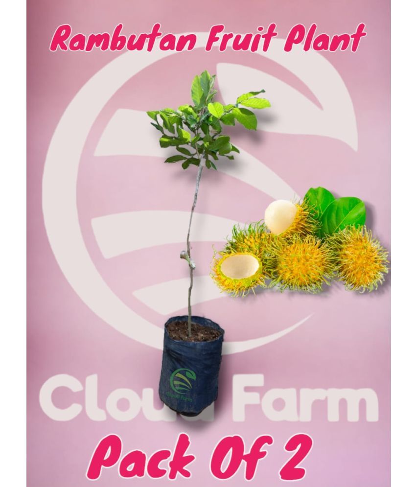     			Cloud Farm Outdoor Fruit Plant ( Pack of 2 )