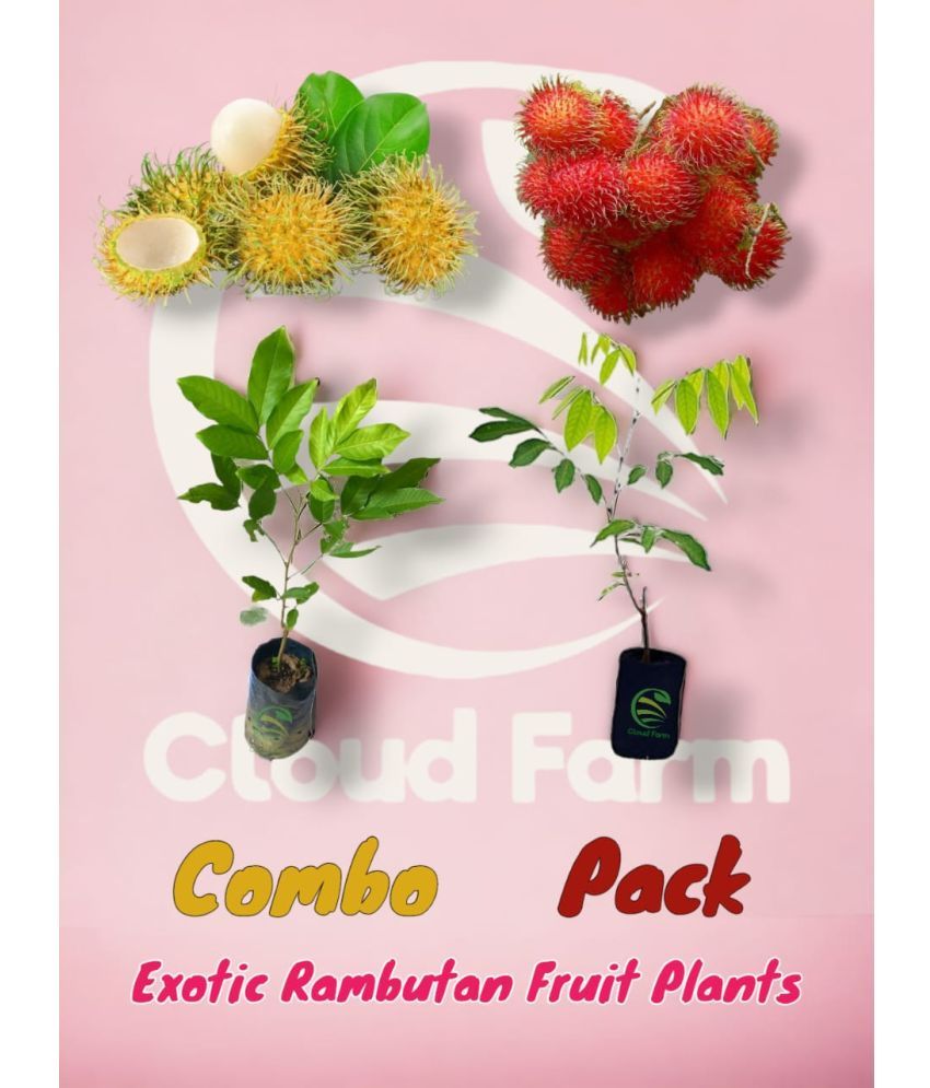     			Cloud Farm Outdoor Fruit Plant ( Pack of 2 )