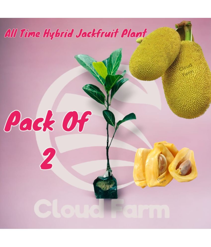     			Cloud Farm Outdoor Fruit Plant ( Pack of 2 )