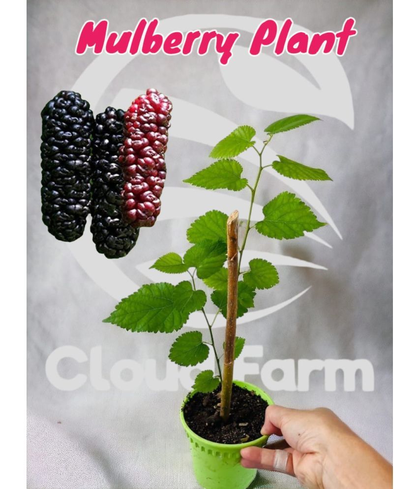     			Cloud Farm Outdoor Fruit Plant ( Pack of 1 )