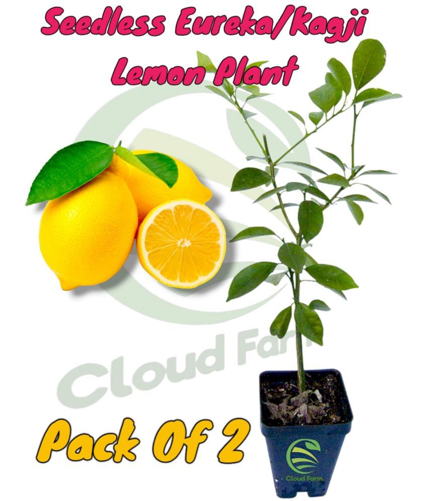     			Cloud Farm Outdoor Fruit Plant ( Pack of 2 )