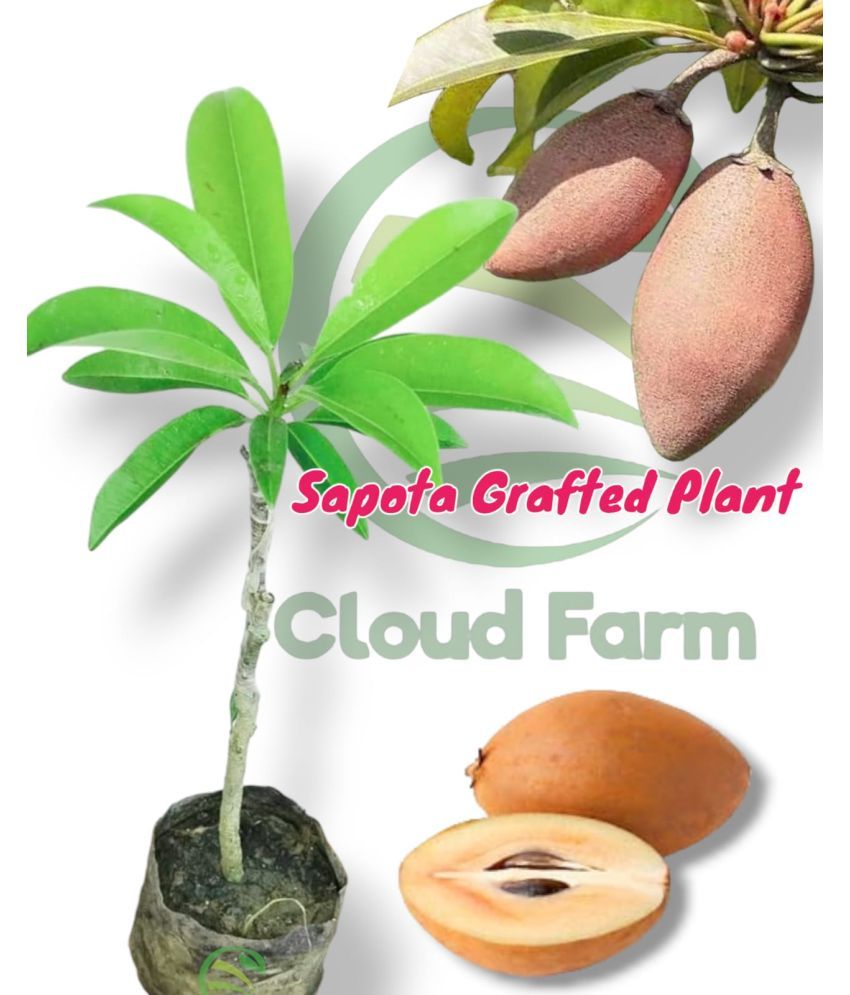     			Cloud Farm Outdoor Fruit Plant ( Pack of 1 )