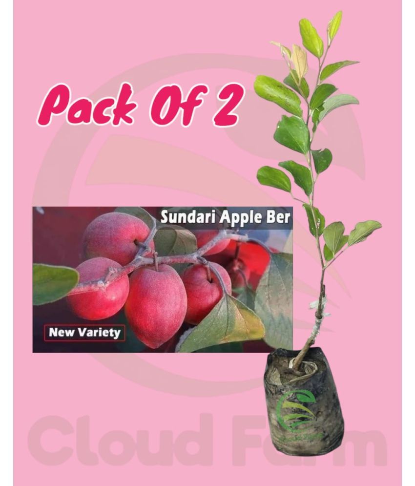     			Cloud Farm Outdoor Fruit Plant ( Pack of 2 )