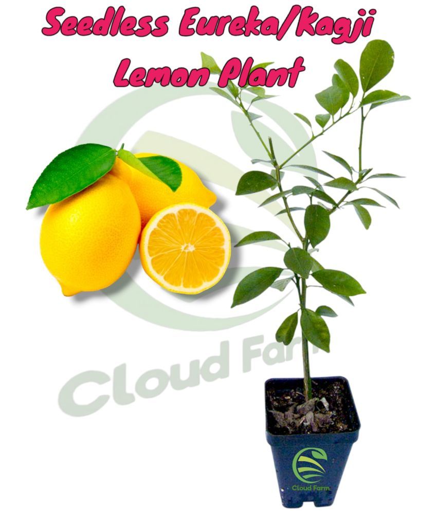     			Cloud Farm Outdoor Fruit Plant ( Pack of 1 )