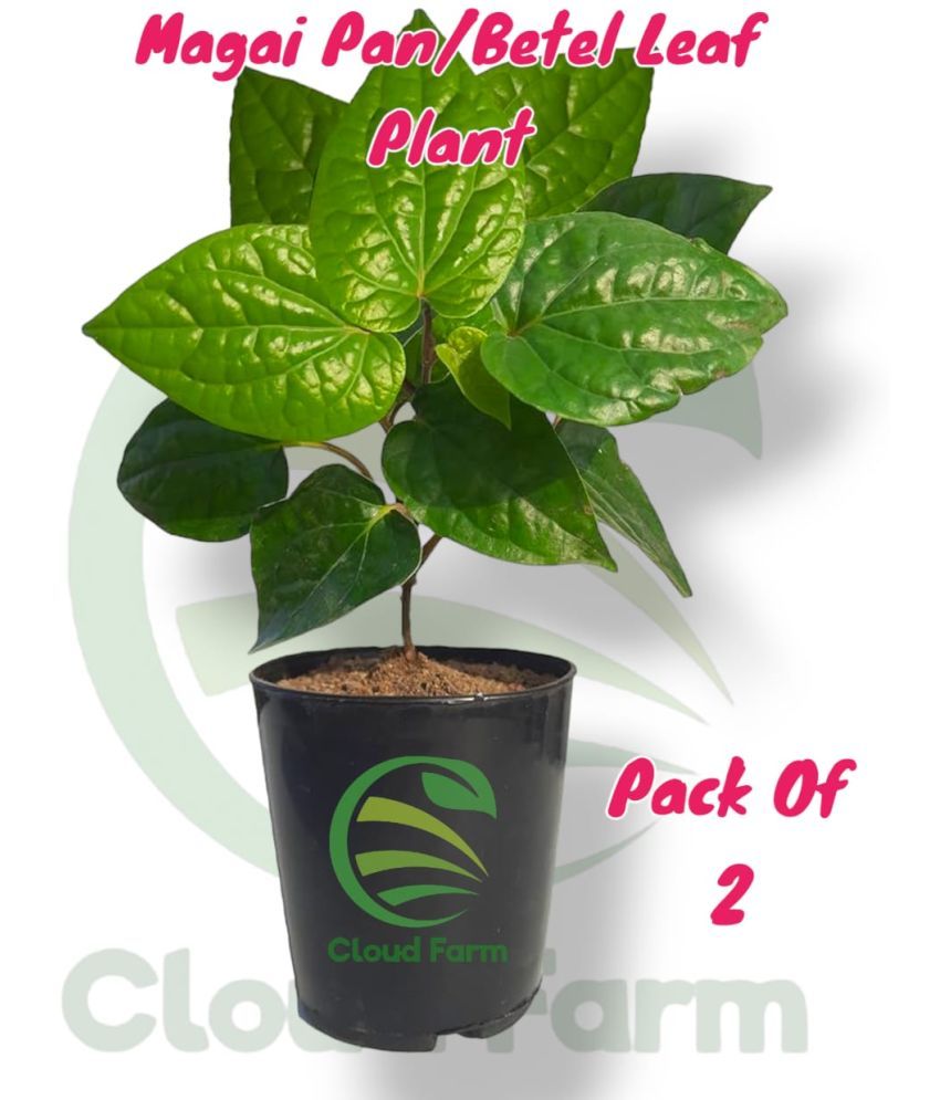     			Cloud Farm Outdoor Herbs Plant ( Pack of 2 )