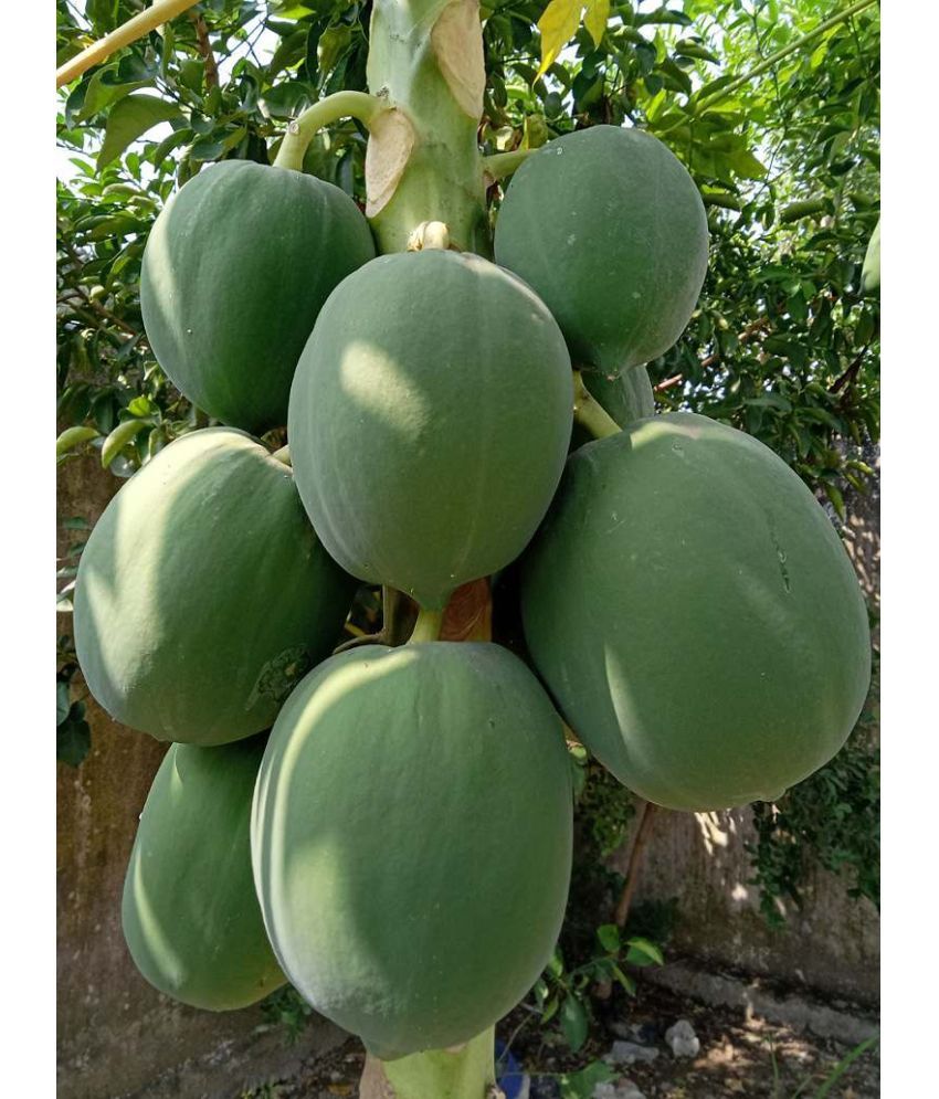     			Jignisha Seeds Hybrid Papaya (Red Lady) Fruit ( 200 Seeds )