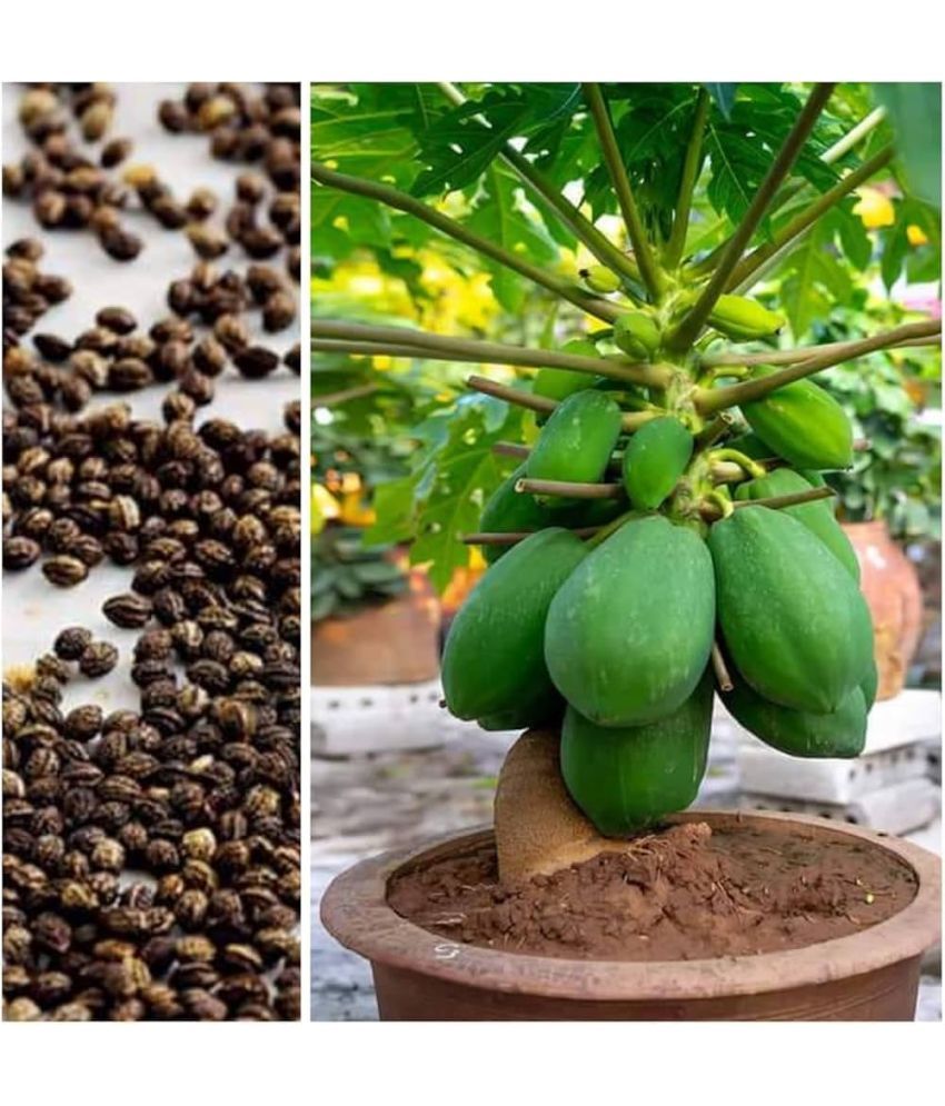     			Jignisha Seeds Papita Fruit ( 100 Seeds )