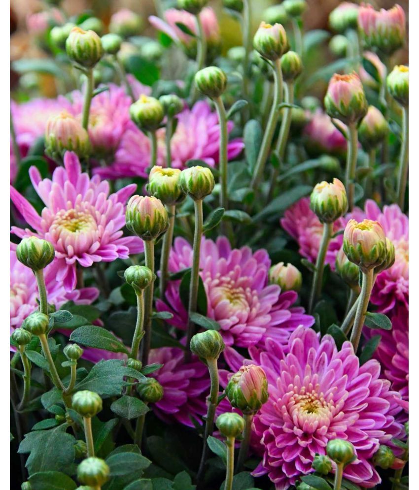     			zello. Indian Chrysanthemum Mixed Flower ( 50 Seeds )