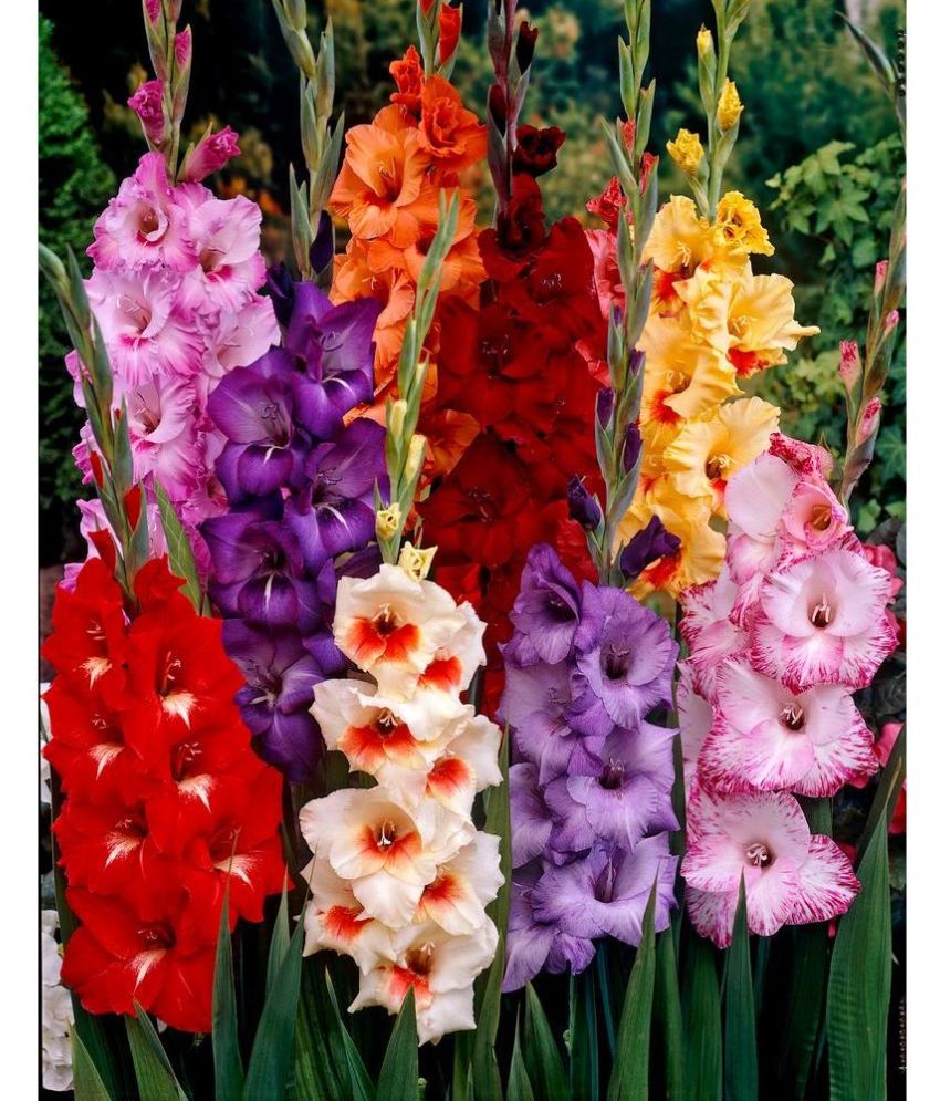     			Gladiolus/Sword Lily bio-colour Imported Flower Bulbs - Pack of 3 Bulbs Seed (3 per packet)