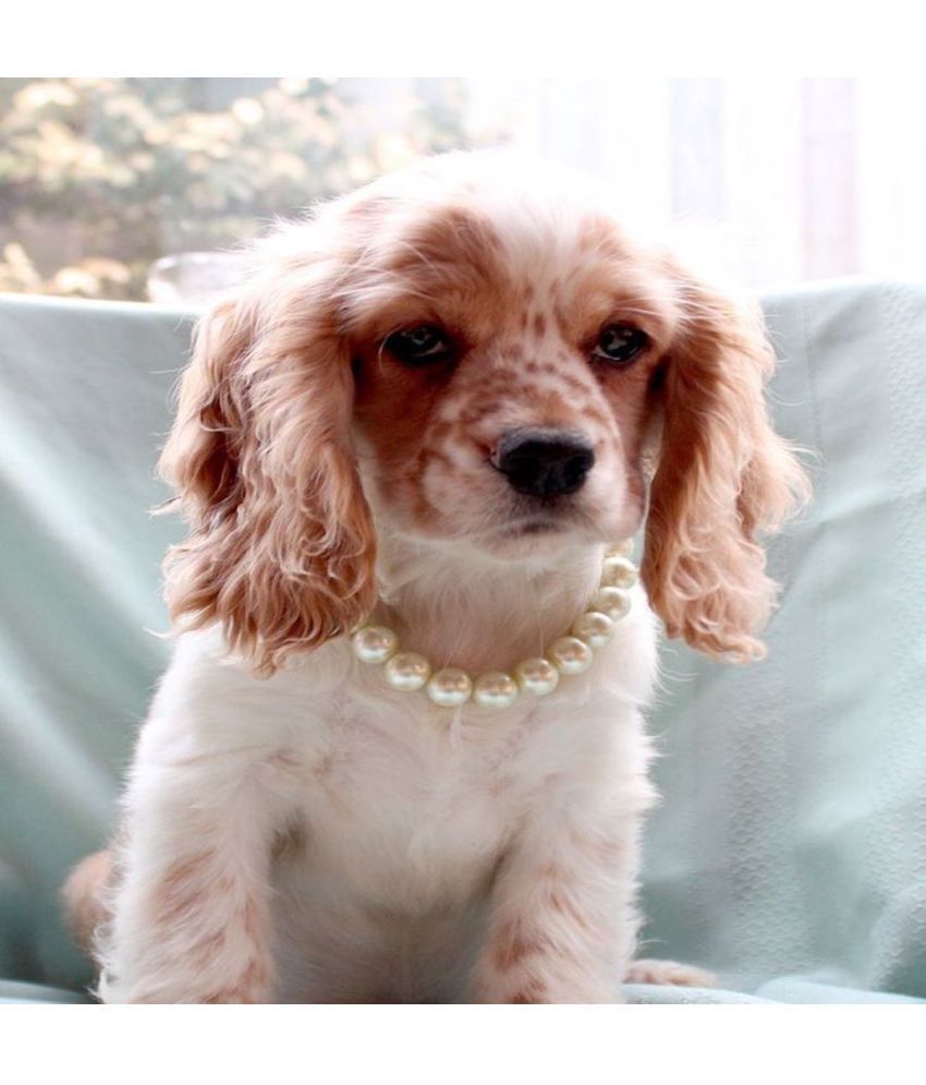     			DOG PUPPY PEARL NECKLACE WITH BELL