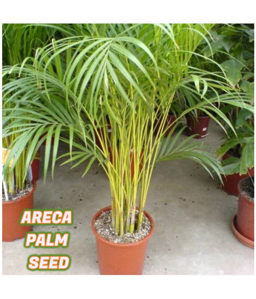     			Areca Palm Seeds ( 5 seeds ) - Indoor & Outdoor Plant- Best Household Plant,Garden & Ornamental Plant Seeds