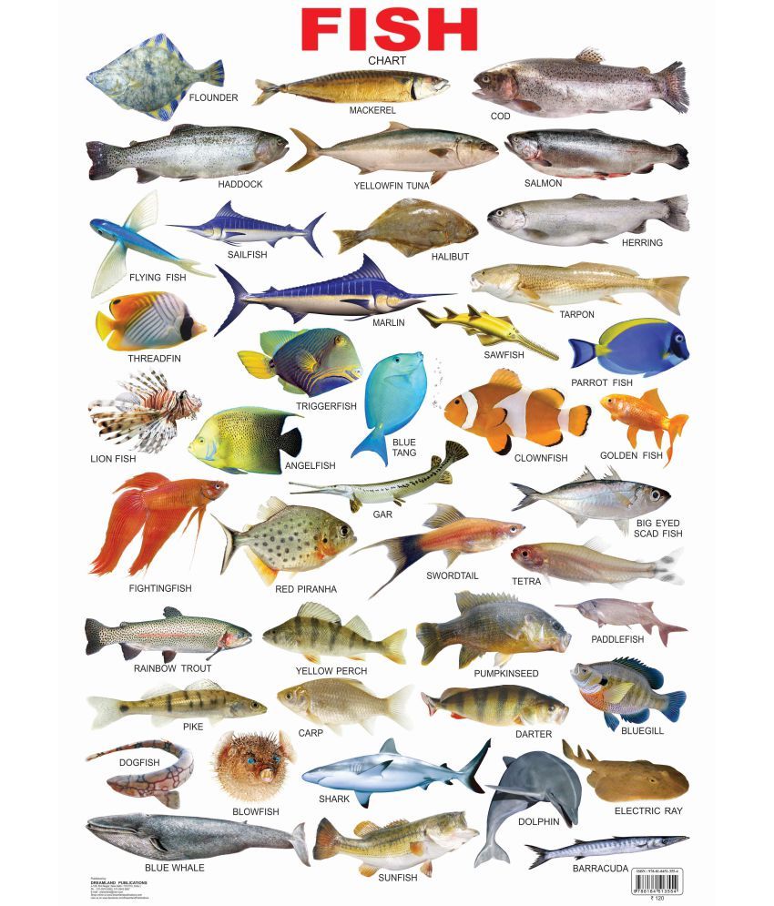 Fish - Laminated Chart - Reference Book: Buy Fish - Laminated Chart ...