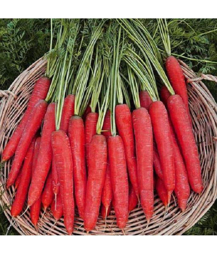     			carrot vegetables seeds-pack of 50 seeds