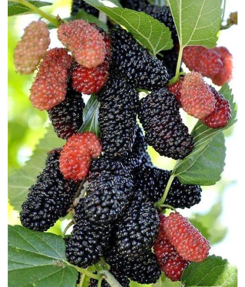     			Long Mulberry Fruit Seeds-Red-50 seeds