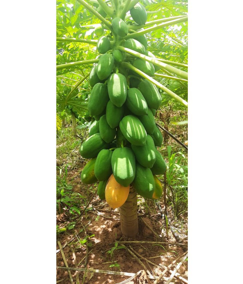     			Paudha Papaya Pure Seed ( Pack of 25 Seeds )