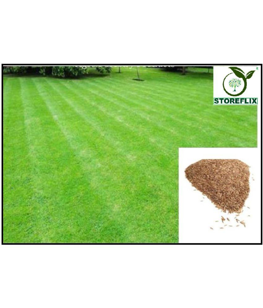     			BERMUDA Lawn Grass Seeds, Soft and Natural Excellent Rich Lawn Greens Grass Seeds, Fast Growing in indian Climate ( pack of 200 seeds ) WITH USER MANUAL FOR OUTDOOR GARDENING USE AT LOW PRICE ON SNAPDEAL